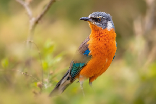 Découverte de l'Astrild à ventre orange : Comportement et Habitat